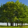 Top 22 Benefits of Trees
